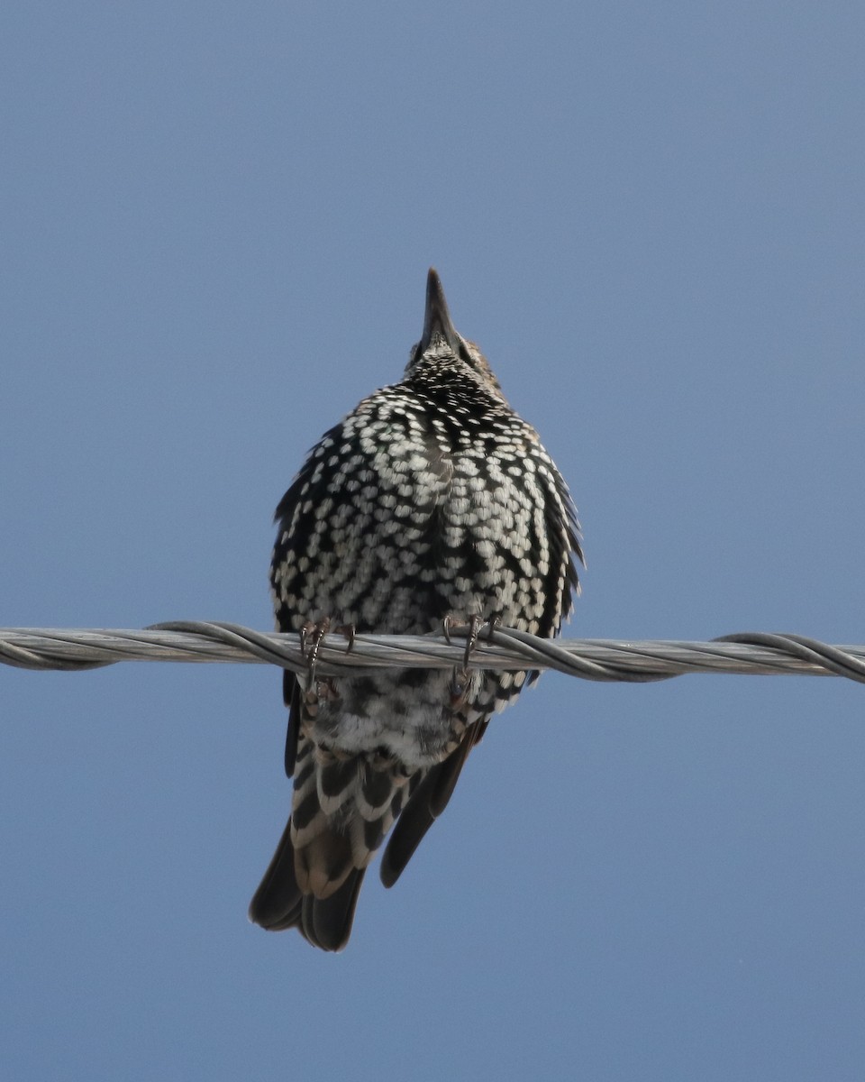 European Starling - ML639649110