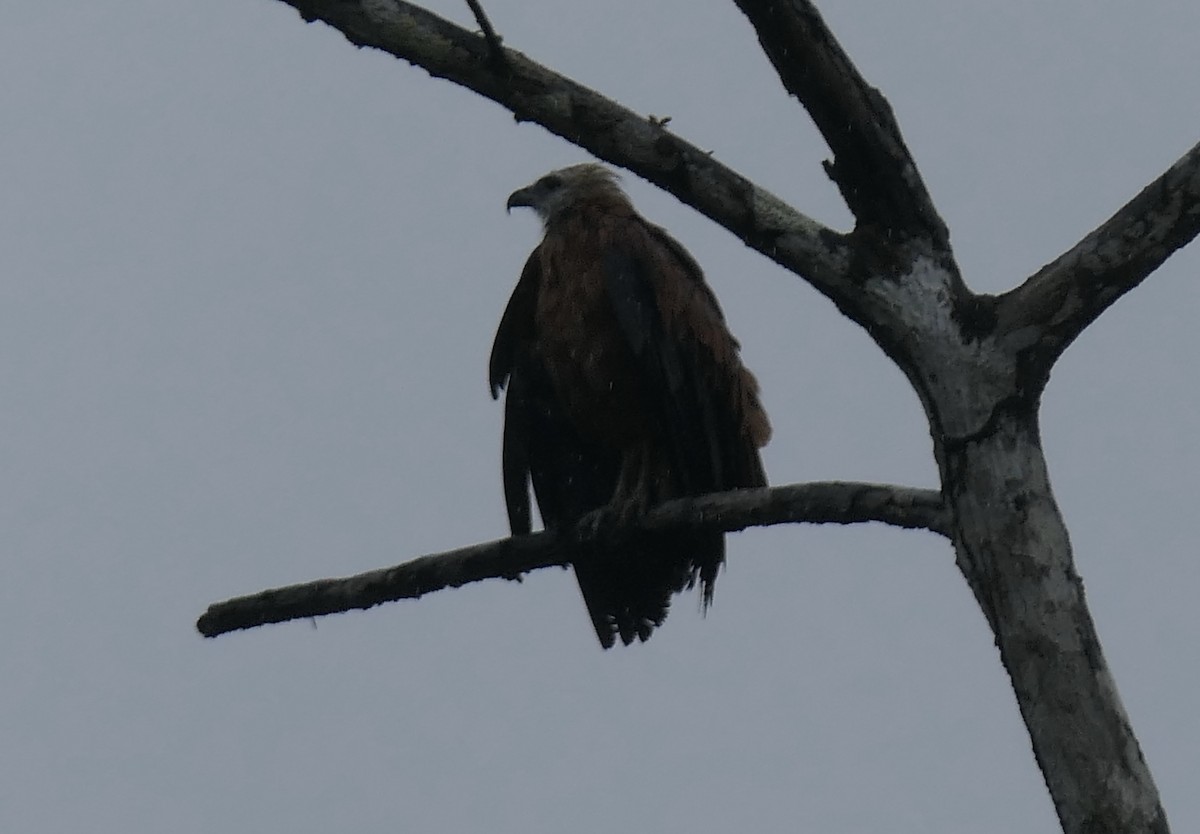 Black-collared Hawk - ML639649129
