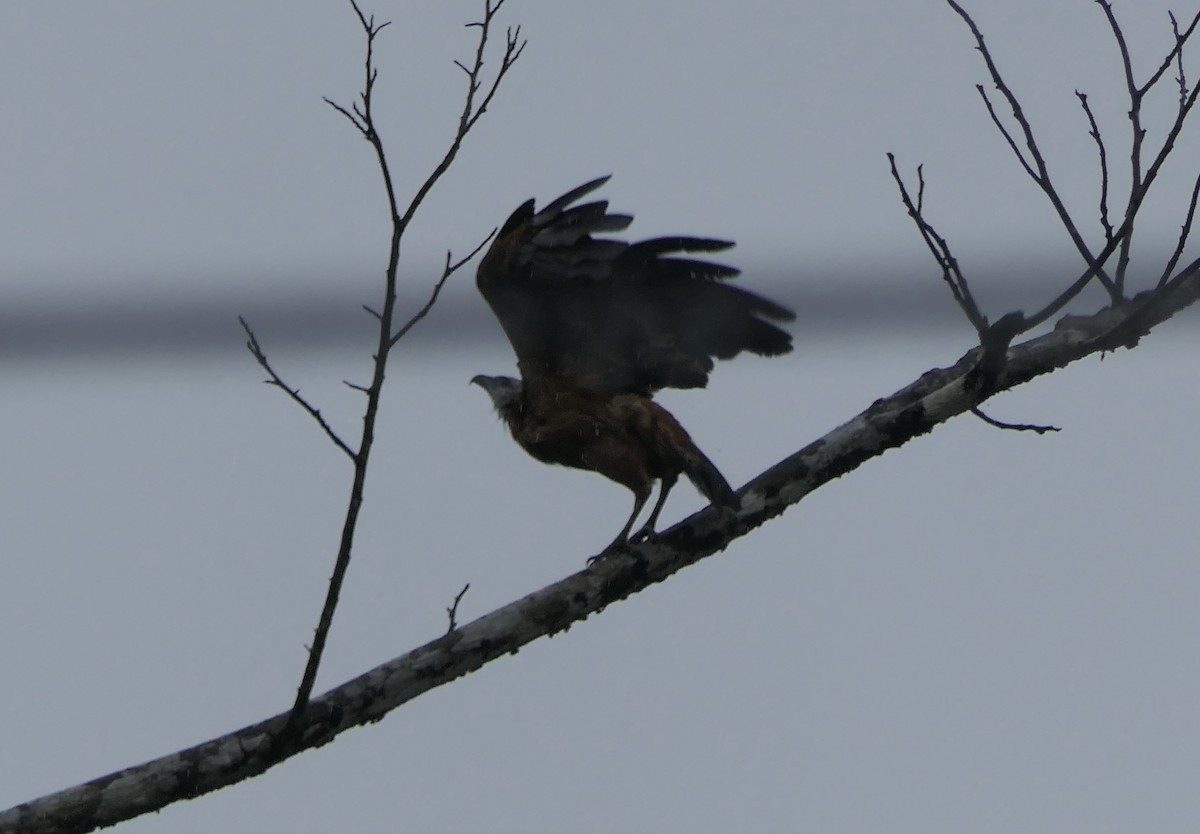 Black-collared Hawk - ML639649130