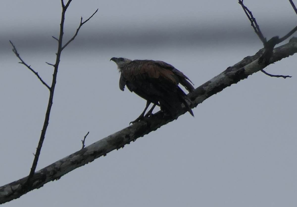 Black-collared Hawk - ML639649131