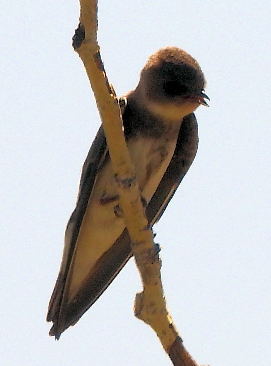 ショウドウツバメ - ML639649139