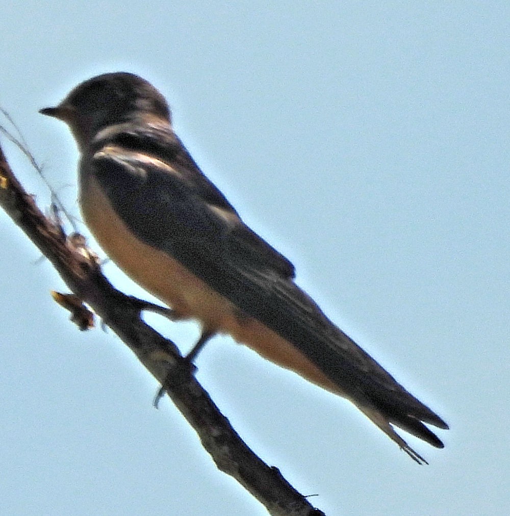 ツバメ - ML639649161