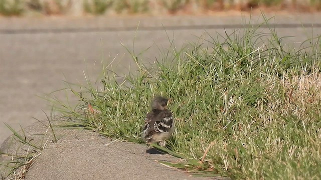 Toygar Serçesi - ML639649174