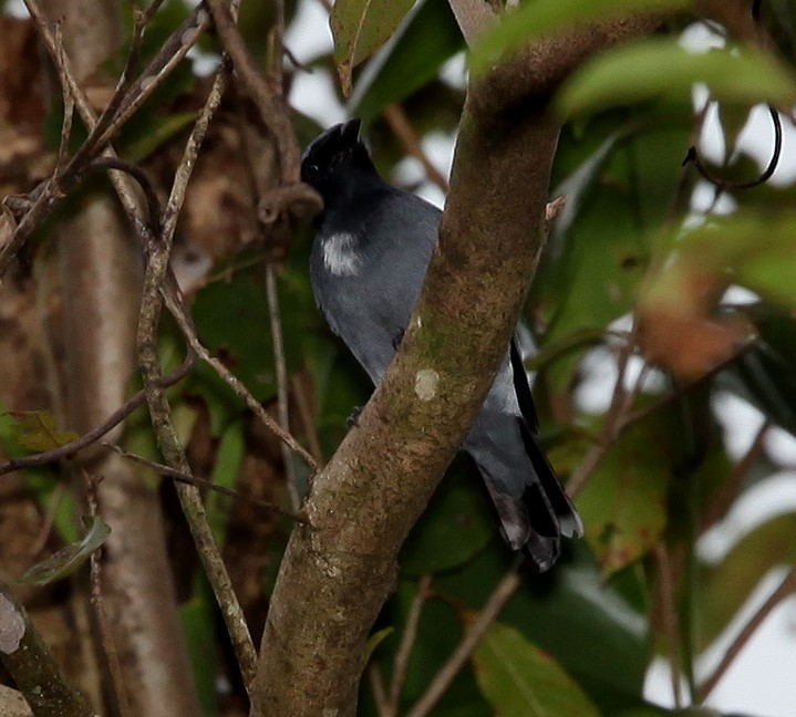 Black-bibbed Cicadabird - ML639649265
