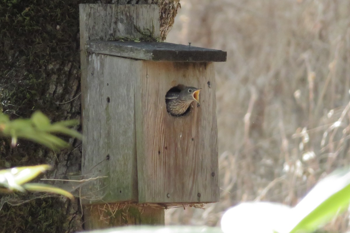 Western Bluebird - ML639649285