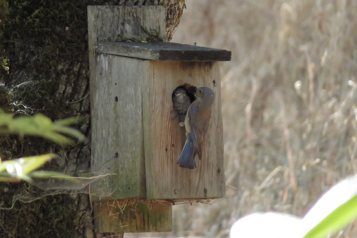 Western Bluebird - ML639649286