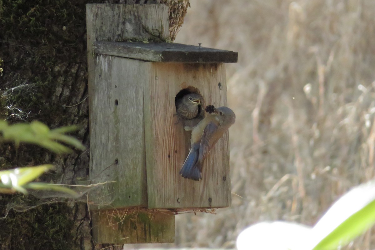 Western Bluebird - ML639649287