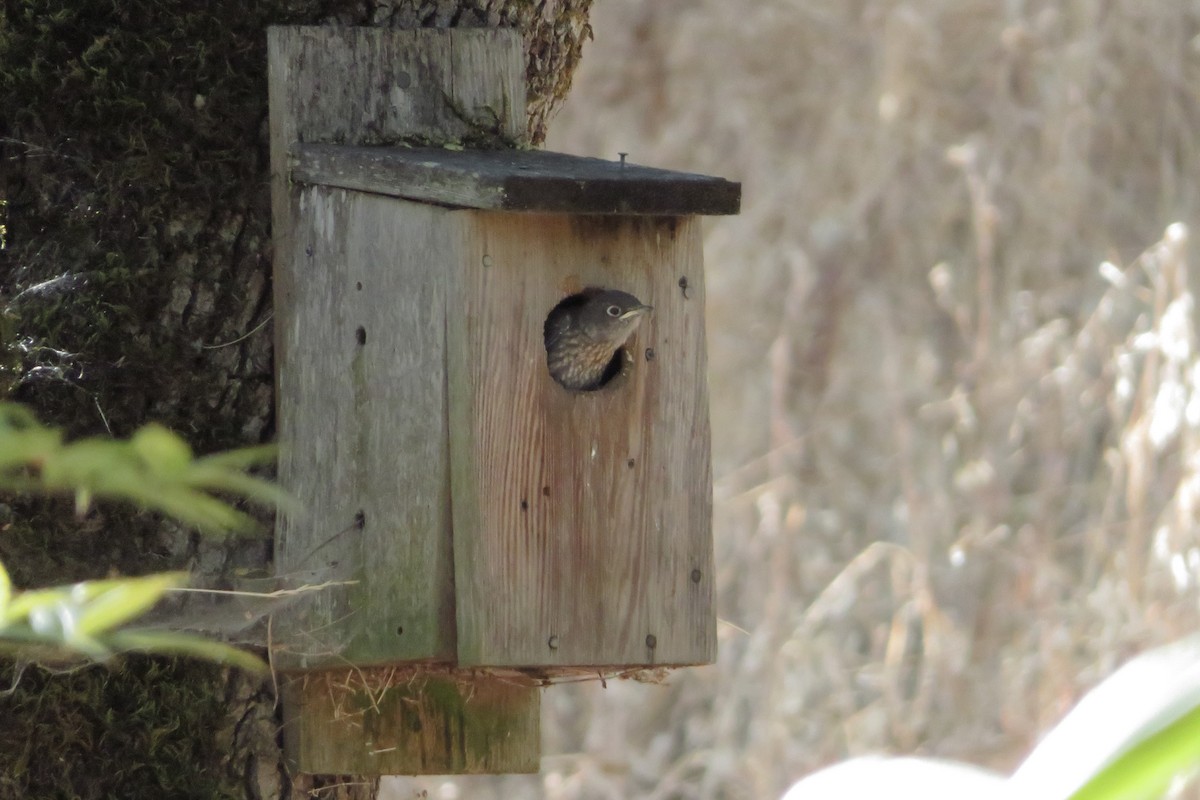 Western Bluebird - ML639649288