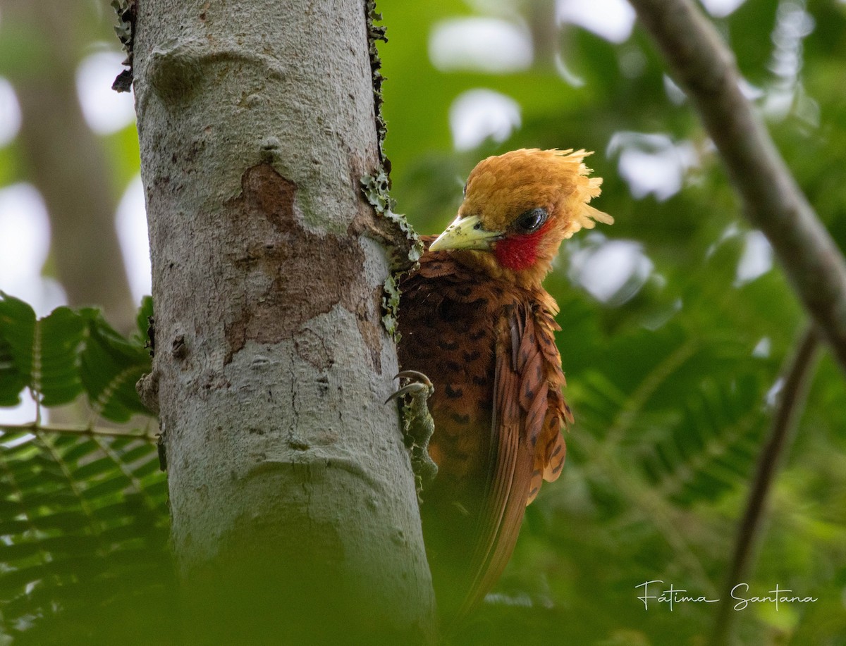 Chestnut-colored Woodpecker - ML639649317