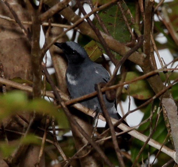 Black-bibbed Cicadabird - ML639649331