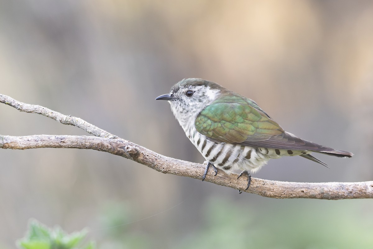Shining Bronze-Cuckoo (Shining) - ML639649339