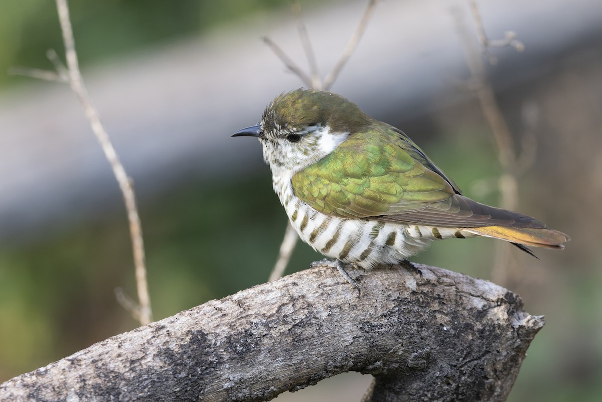 Shining Bronze-Cuckoo (Shining) - ML639649343