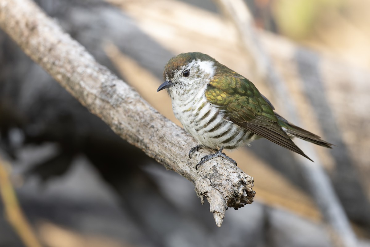Shining Bronze-Cuckoo (Shining) - ML639649346
