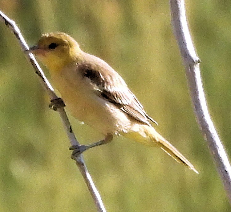 Bullock Turpiyalı - ML639649355