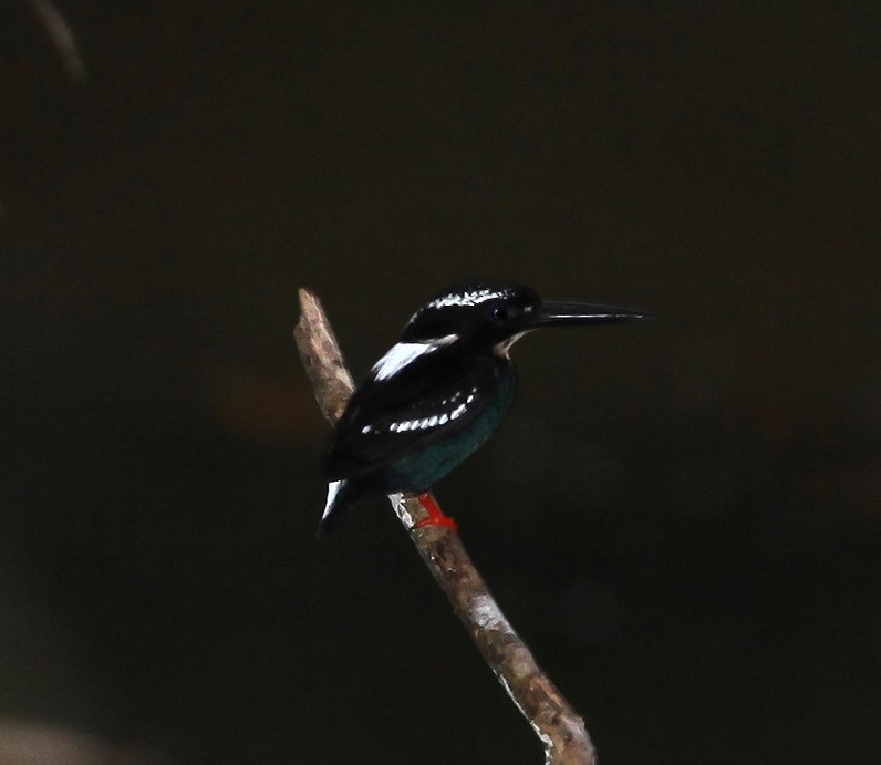 Southern Silvery-Kingfisher - ML639649393
