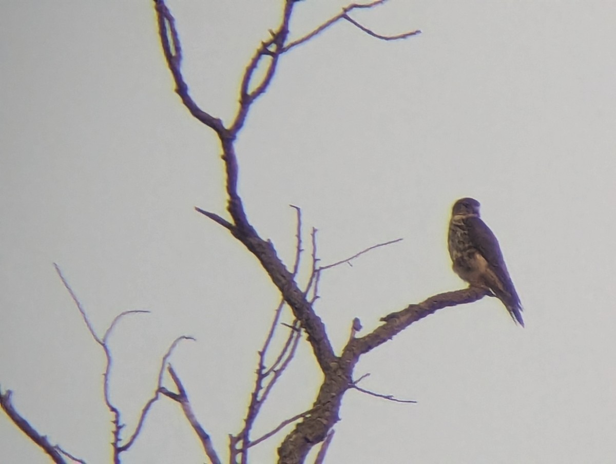 Merlin - ML639649498