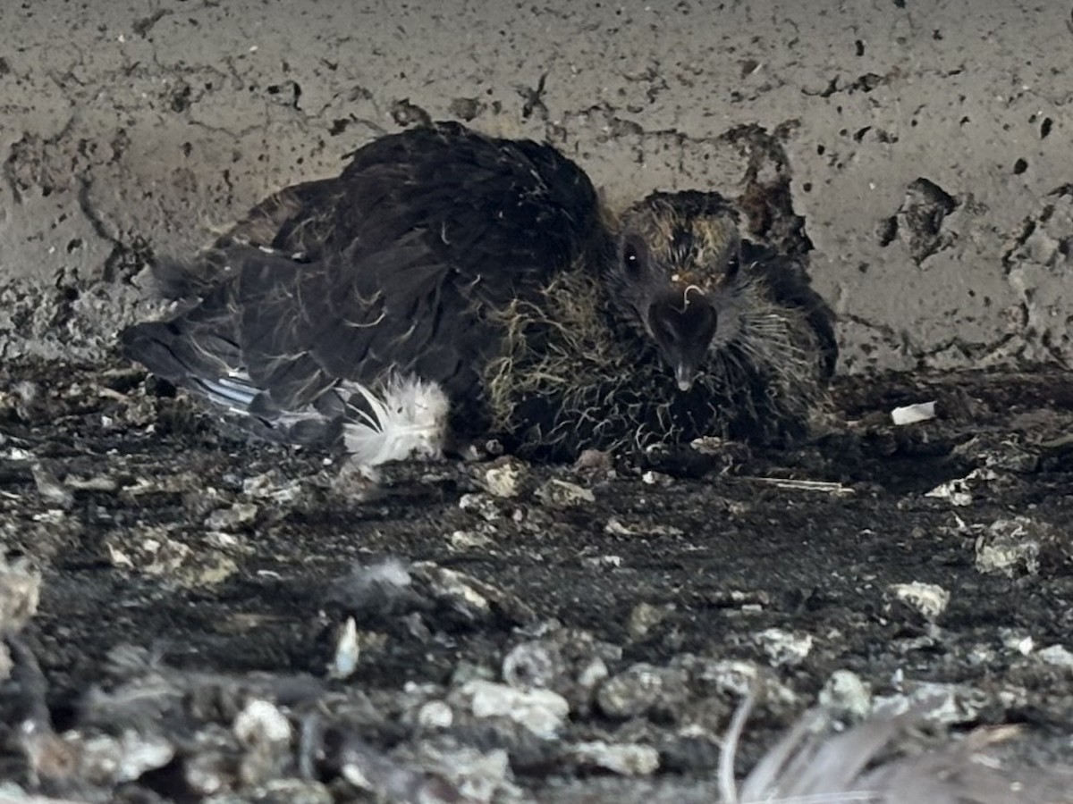 Rock Pigeon (Feral Pigeon) - ML639649564