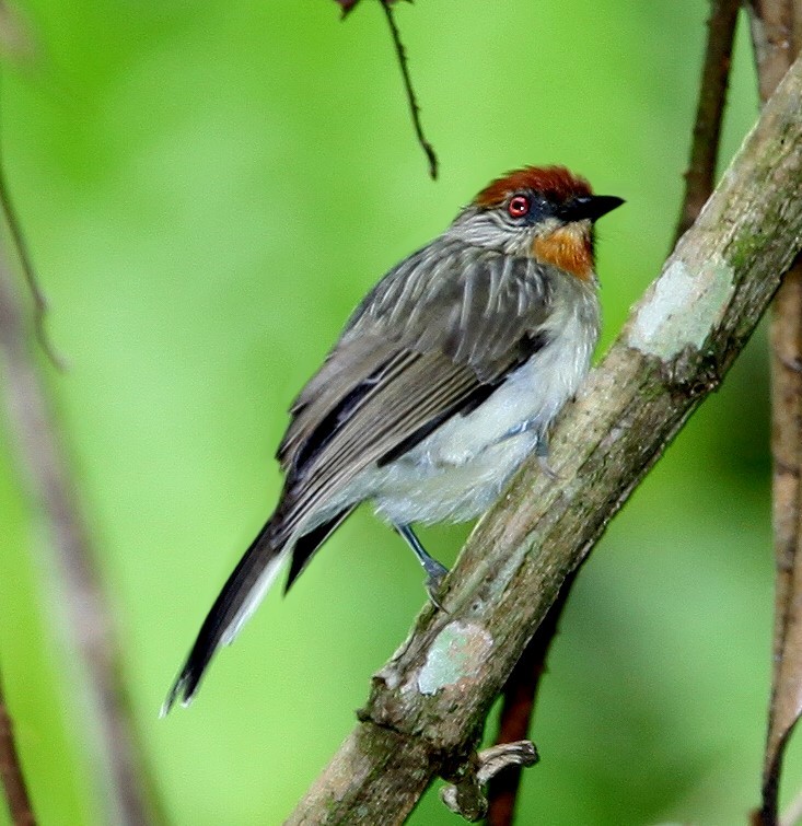 Rusty-crowned Babbler - ML639649570