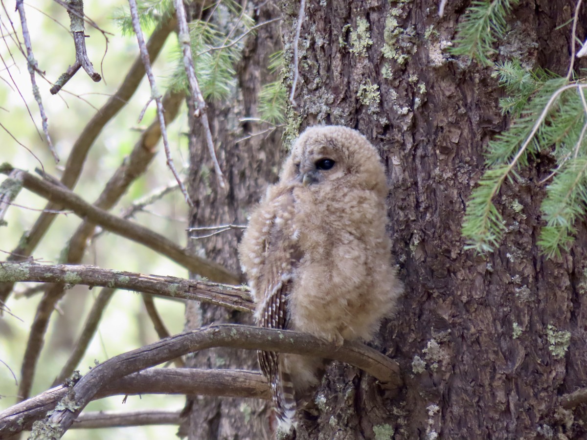 Spotted Owl - ML639649610