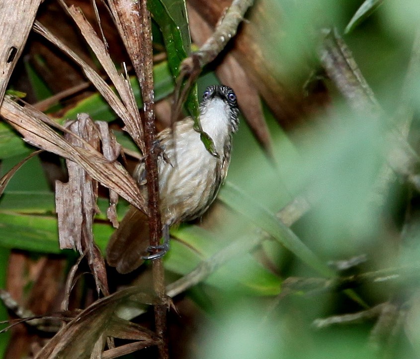 Brown Tit-Babbler - ML639649617