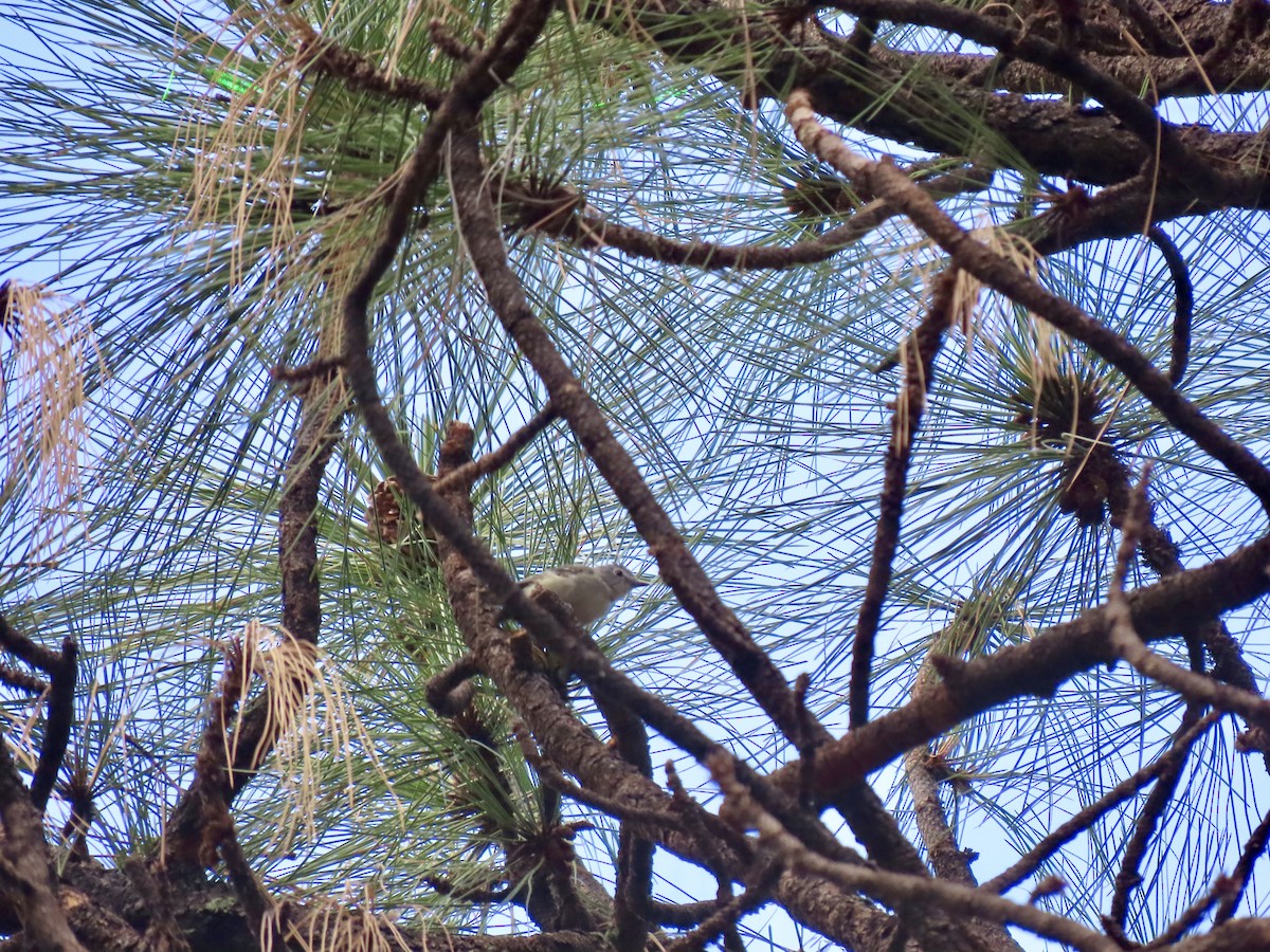 Plumbeous Vireo - ML639649650