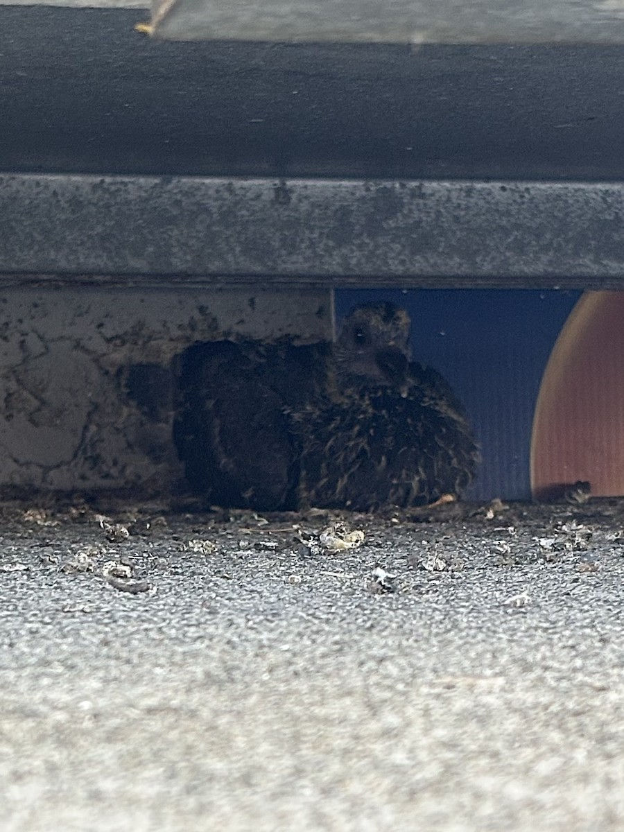 Rock Pigeon (Feral Pigeon) - ML639649654