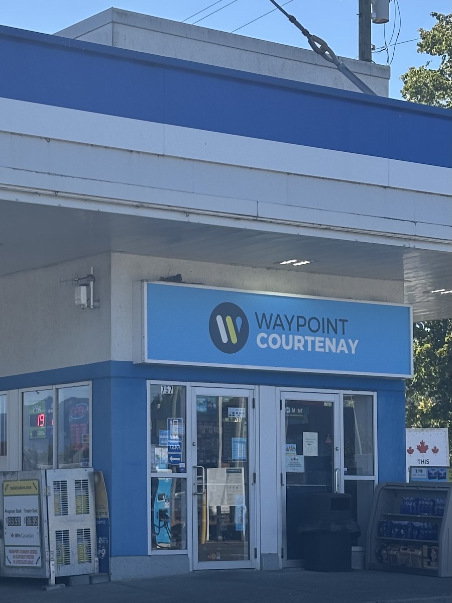 Rock Pigeon (Feral Pigeon) - ML639649655