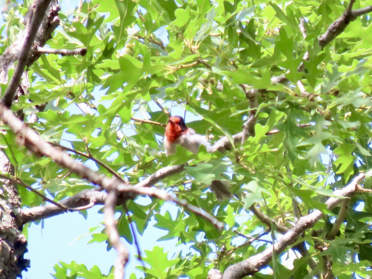 Red-faced Warbler - ML639649678