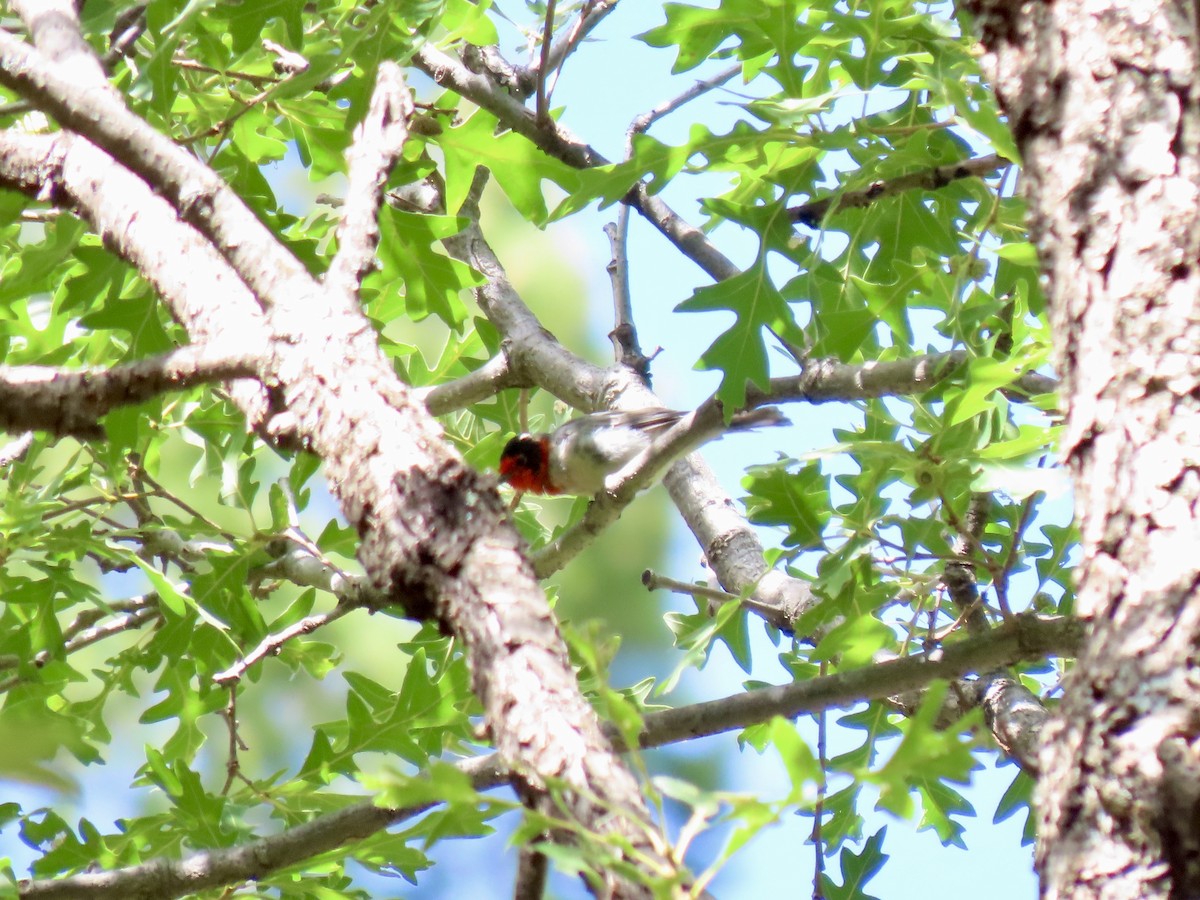Red-faced Warbler - ML639649679