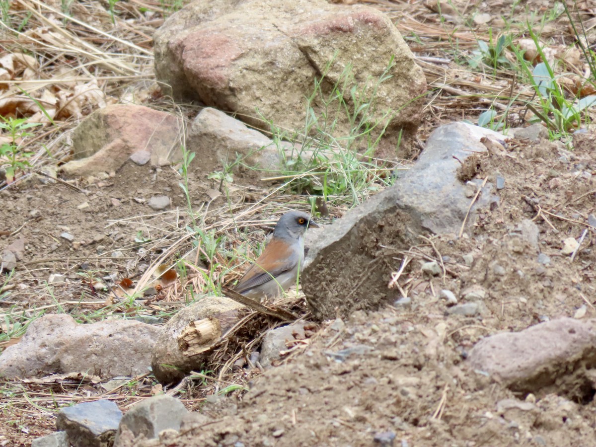 Yellow-eyed Junco - ML639649693