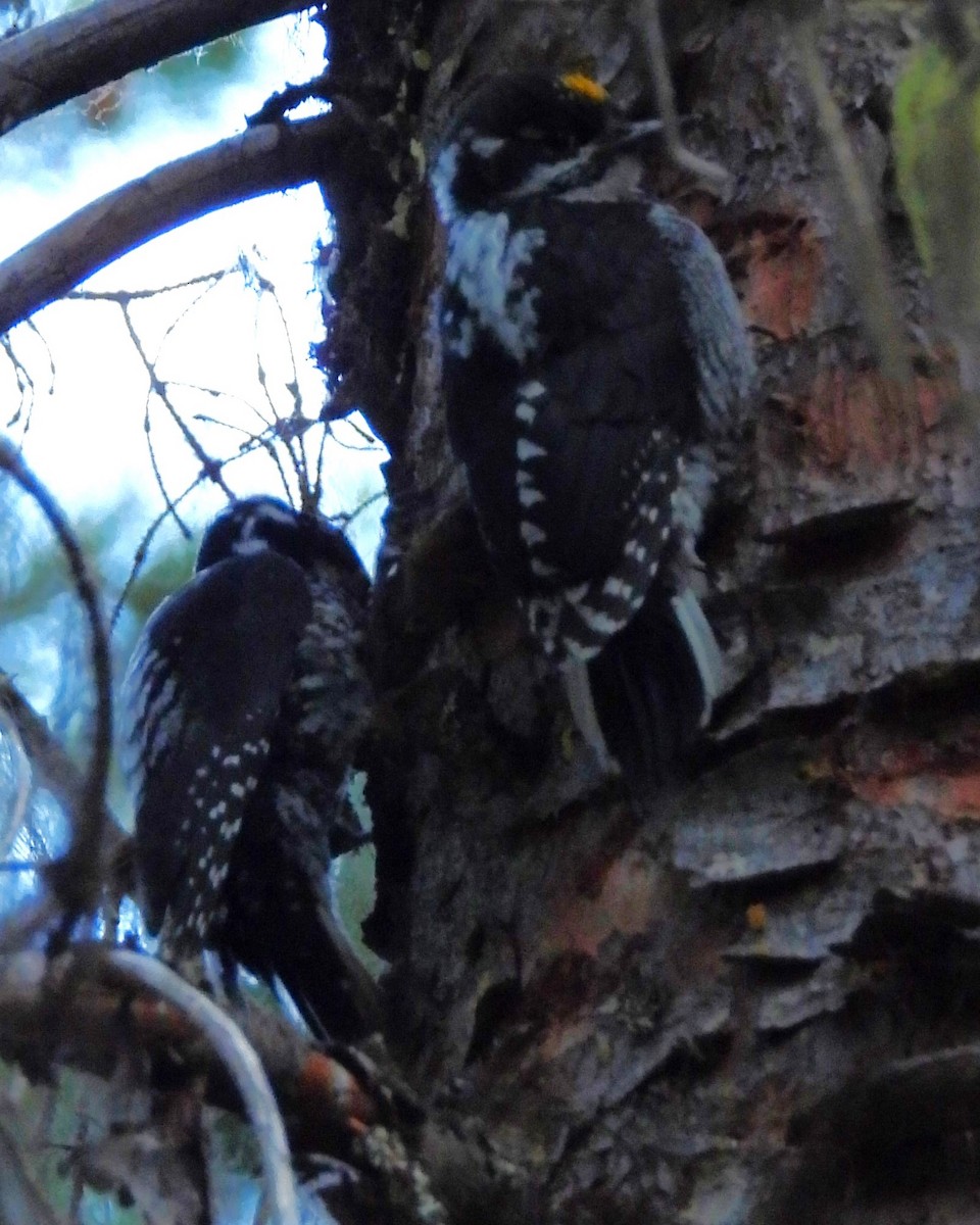 American Three-toed Woodpecker (Rocky Mts.) - ML639649694