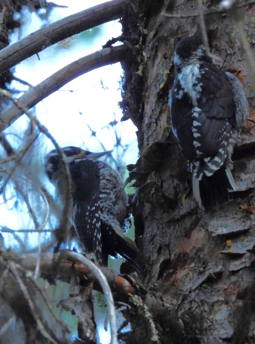 American Three-toed Woodpecker (Rocky Mts.) - ML639649695