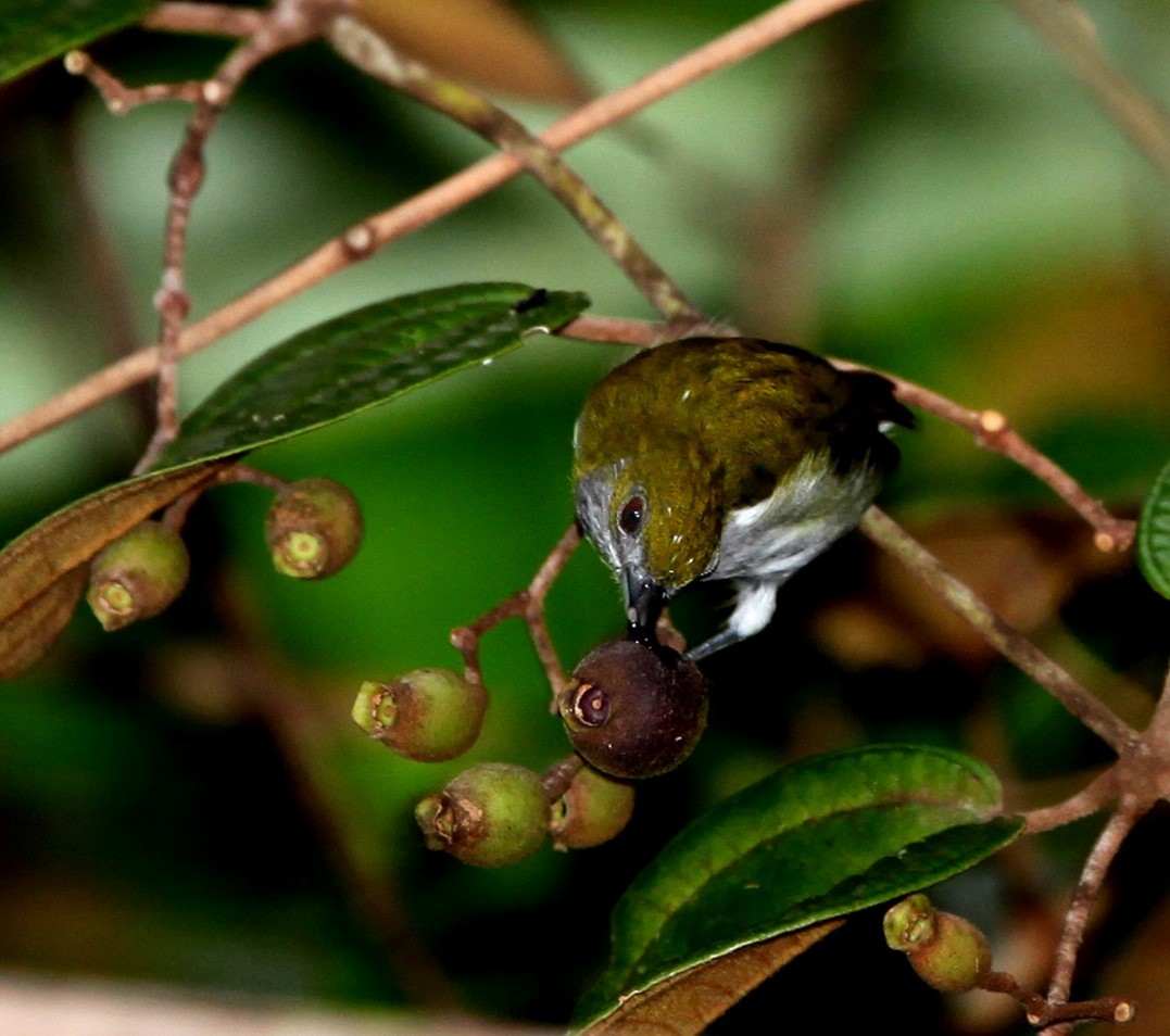 Olive-backed Flowerpecker - ML639649716
