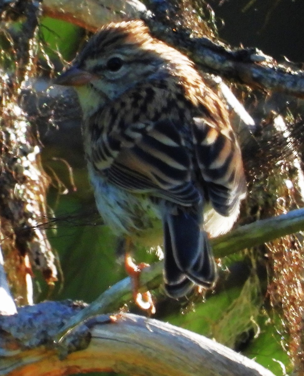 Chipping Sparrow - ML639649754