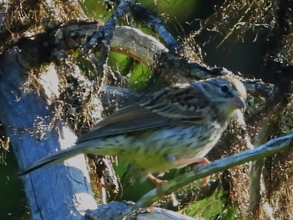 Chipping Sparrow - ML639649755
