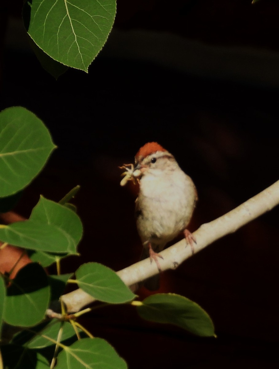 Chipping Sparrow - ML639649756
