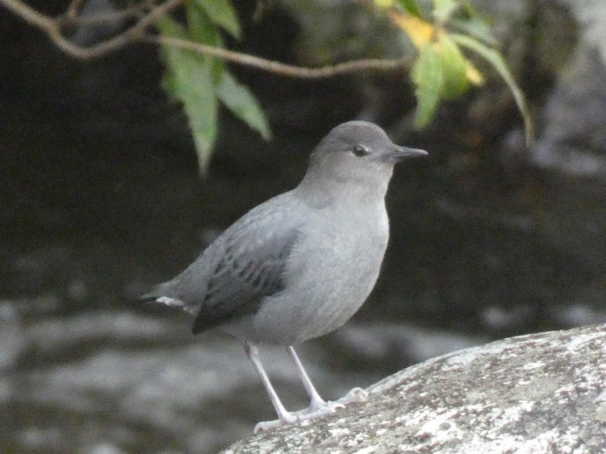 American Dipper - ML639649772