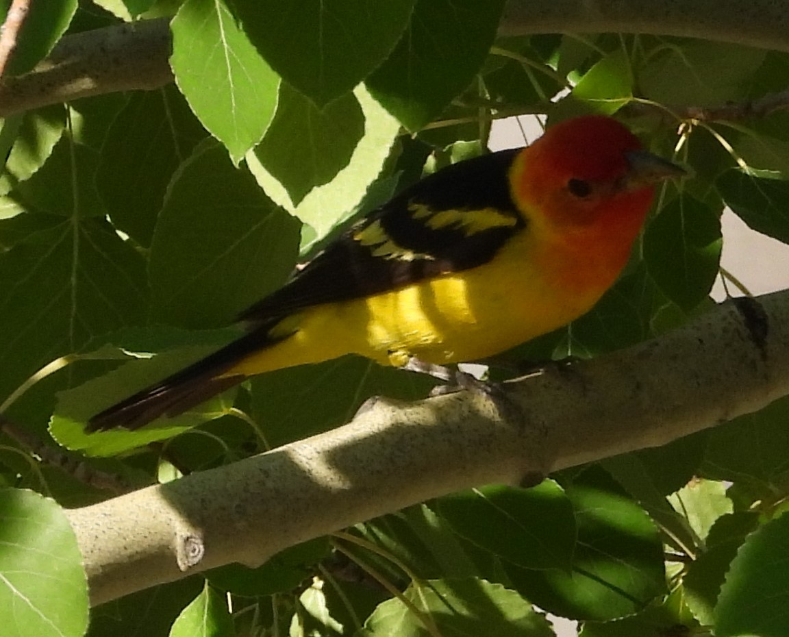 Western Tanager - ML639649794