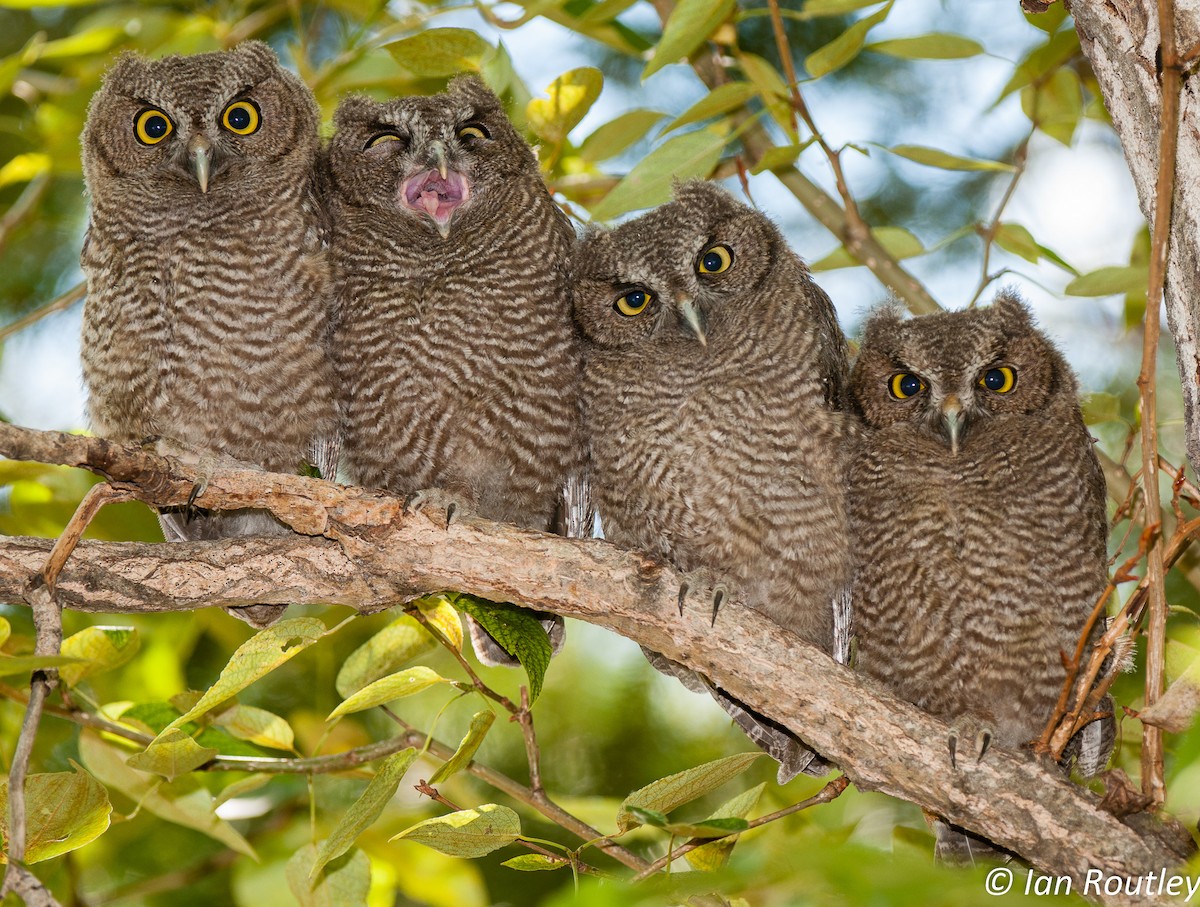 Western Screech-Owl - ML63964981