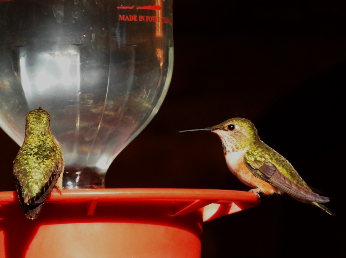 Rufous Hummingbird - ML639649824