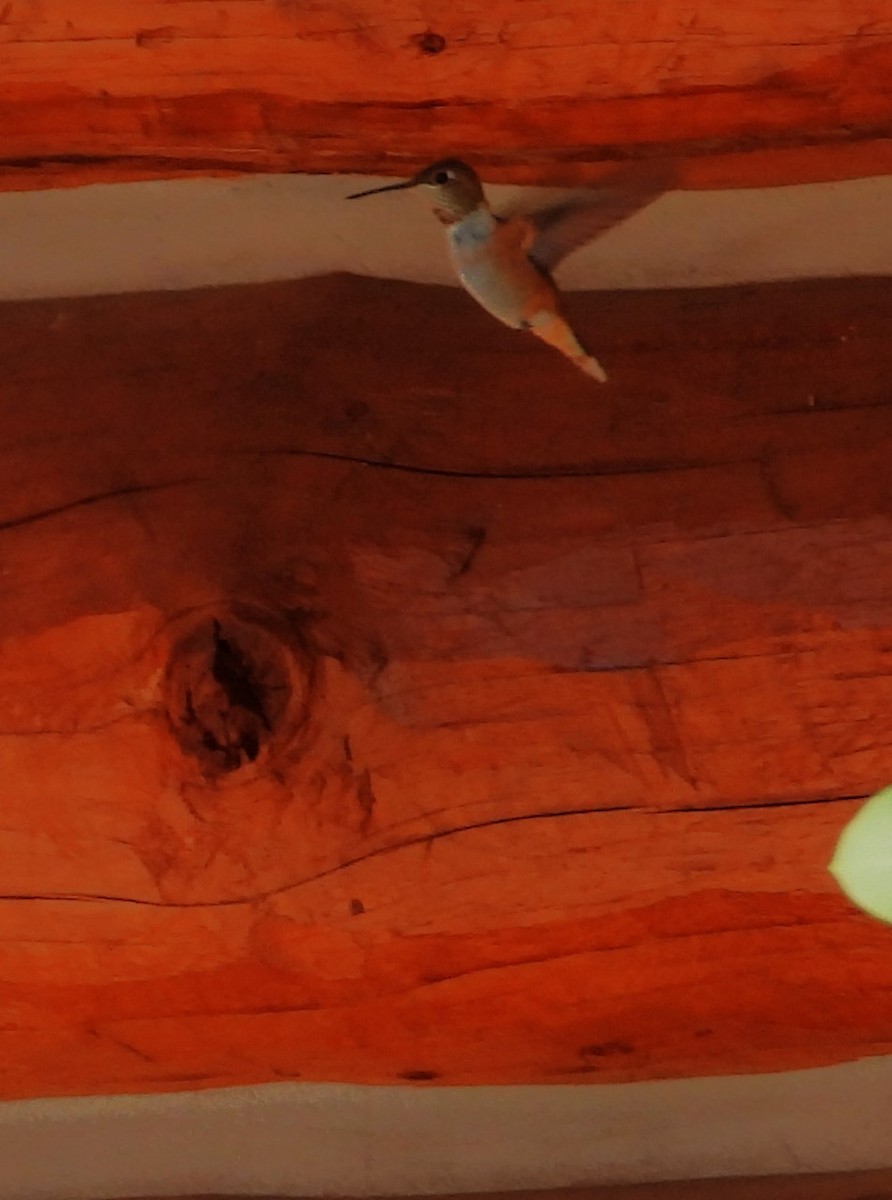 Rufous Hummingbird - ML639649825