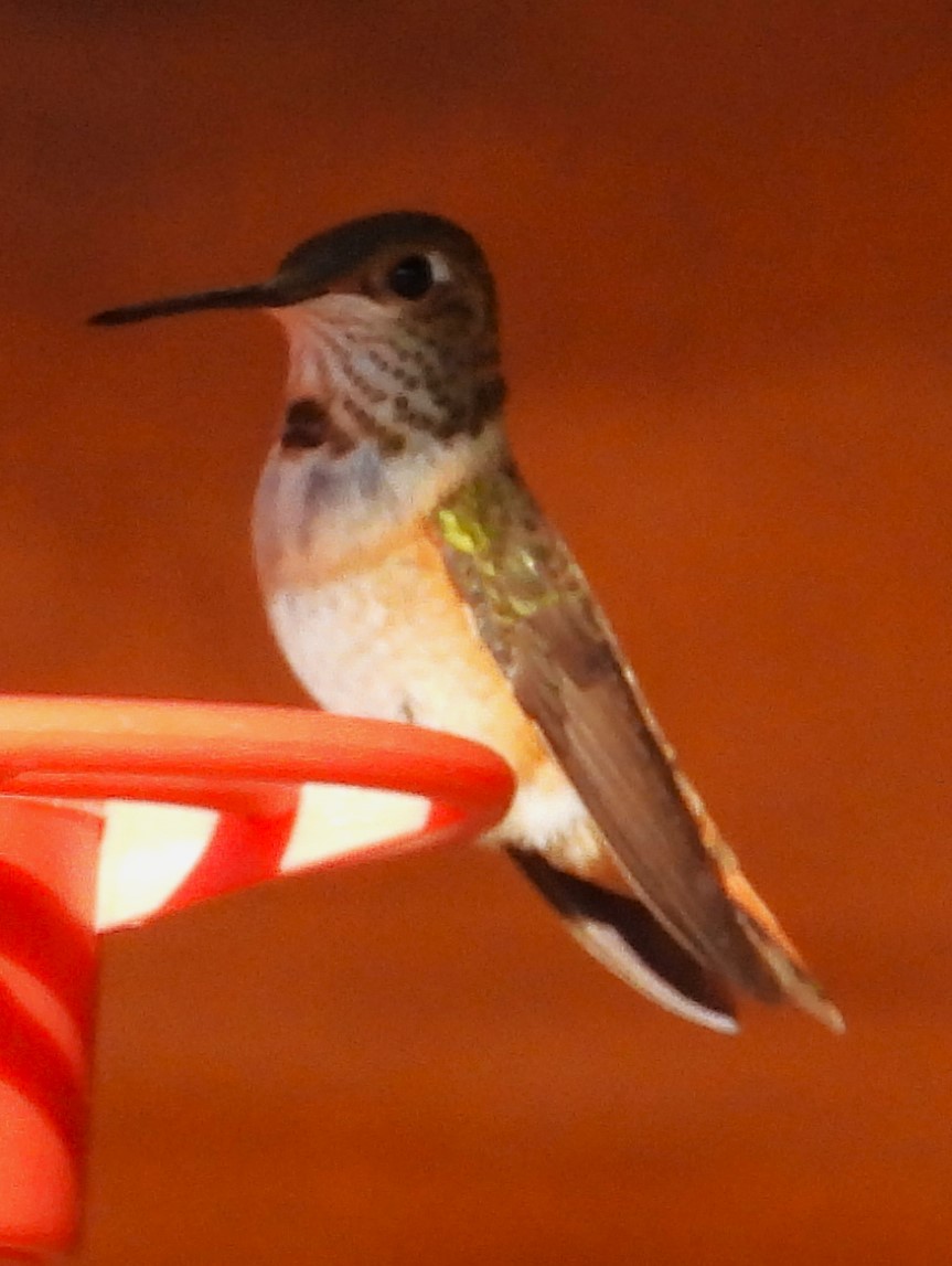 Rufous Hummingbird - ML639649826