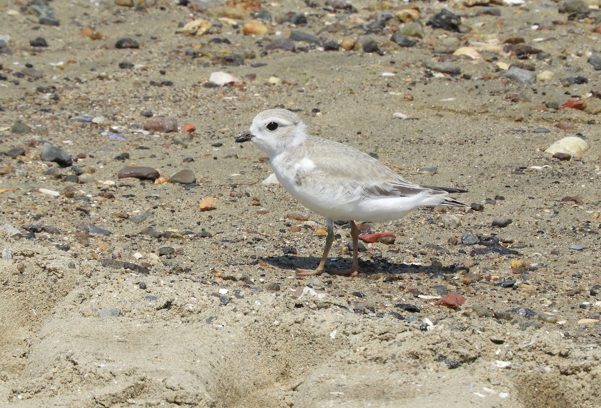 Piping Plover - ML639649863
