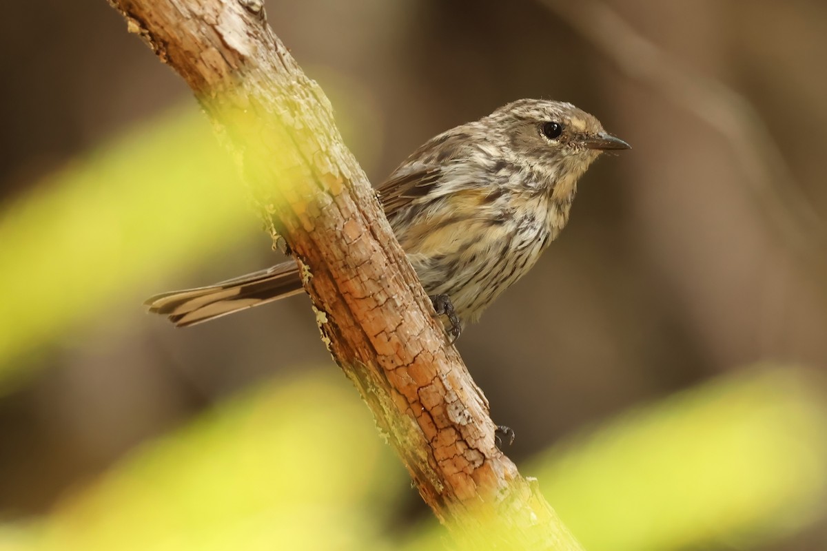 Yellow-rumped Warbler (Myrtle) - ML639649877