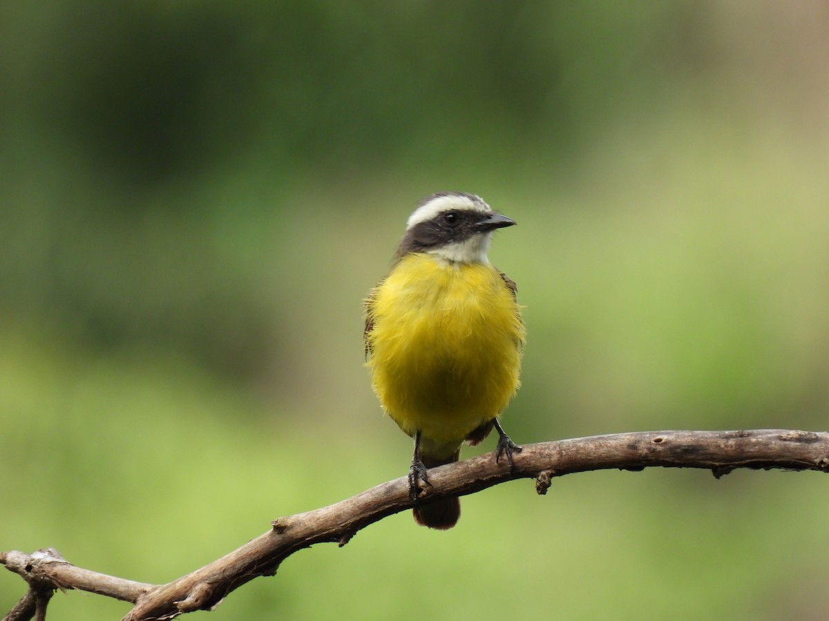 Social Flycatcher - ML639649892