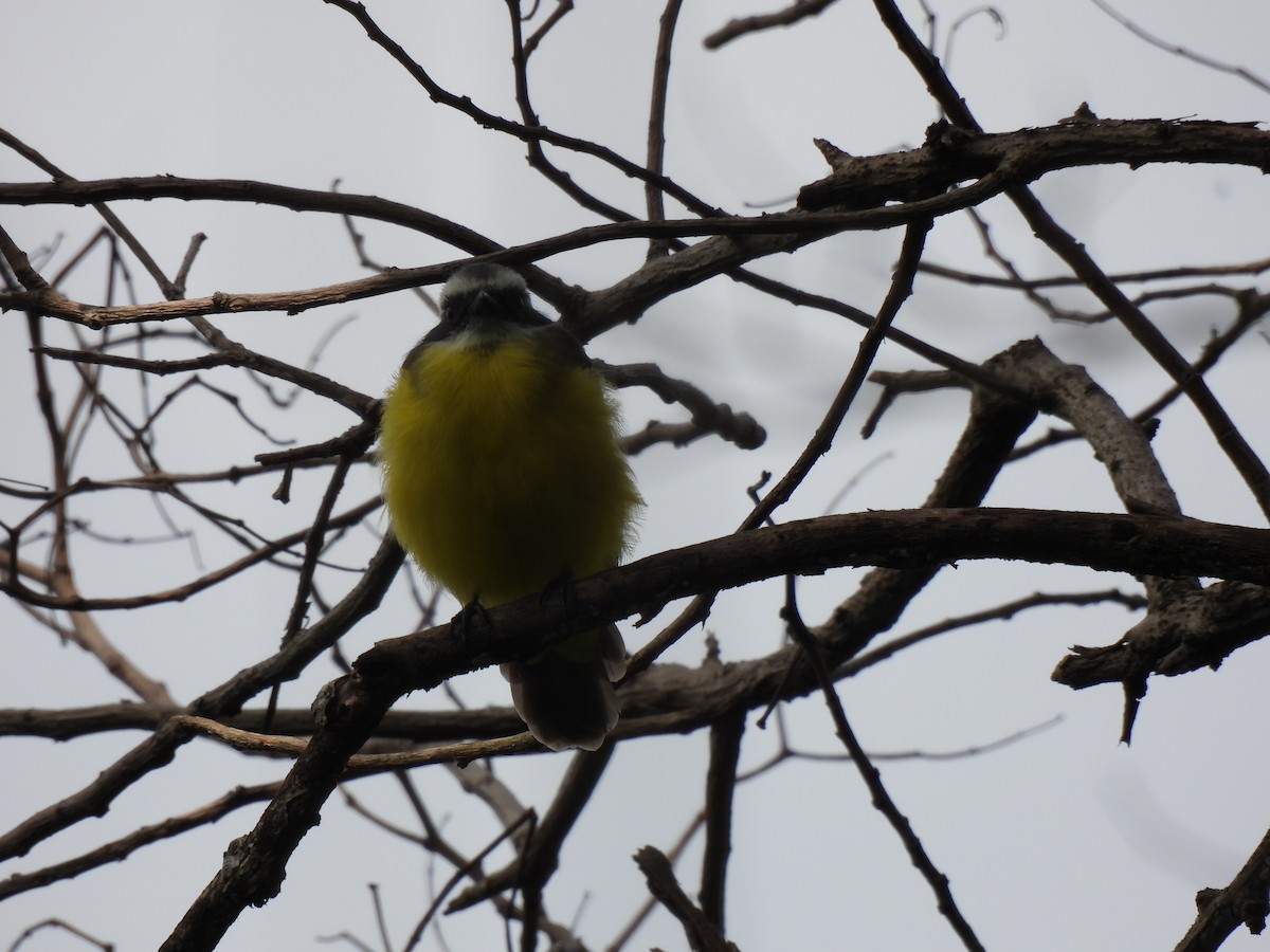 Social Flycatcher - ML639649894