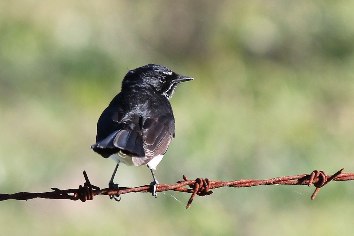 Willie-wagtail - ML63964991