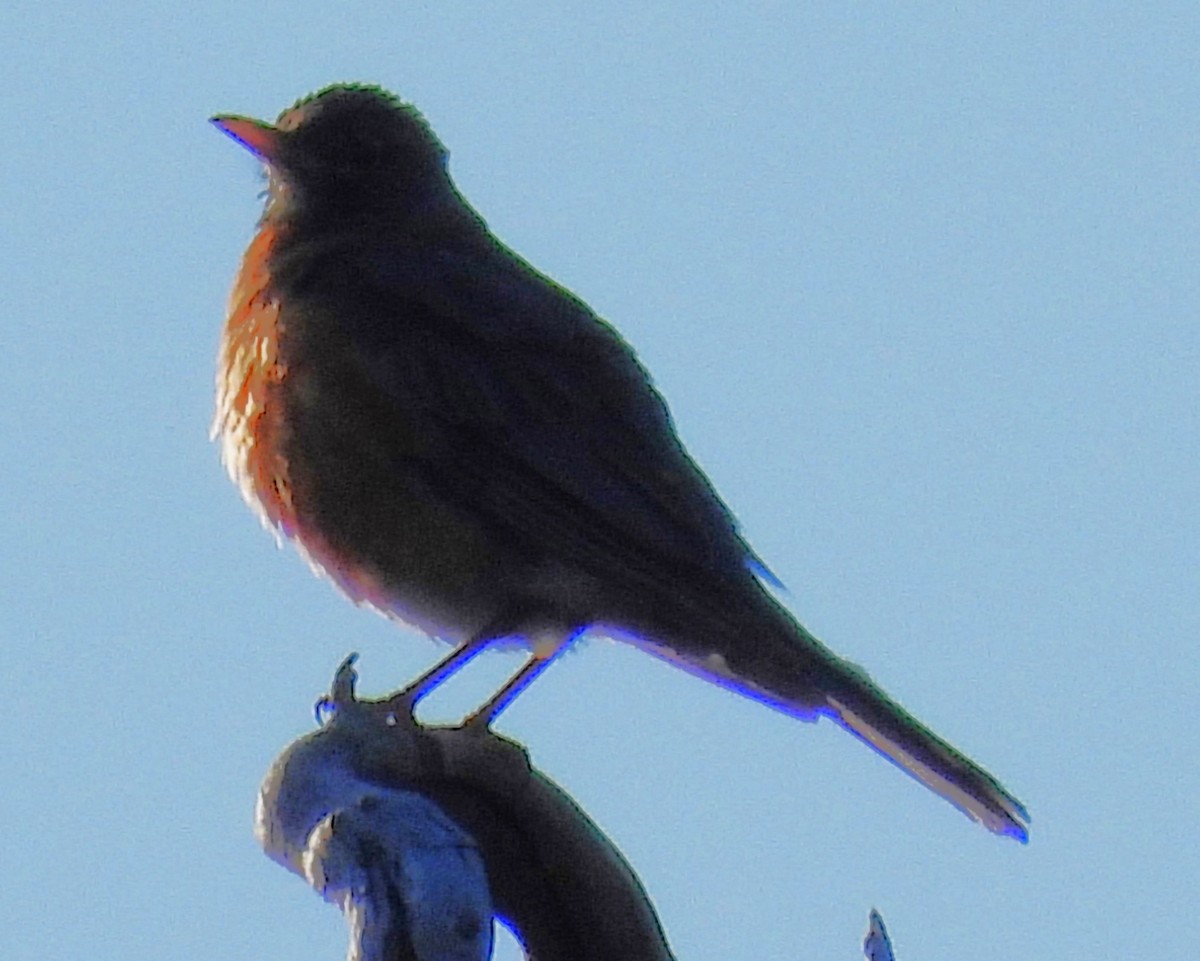 American Robin - ML639649935