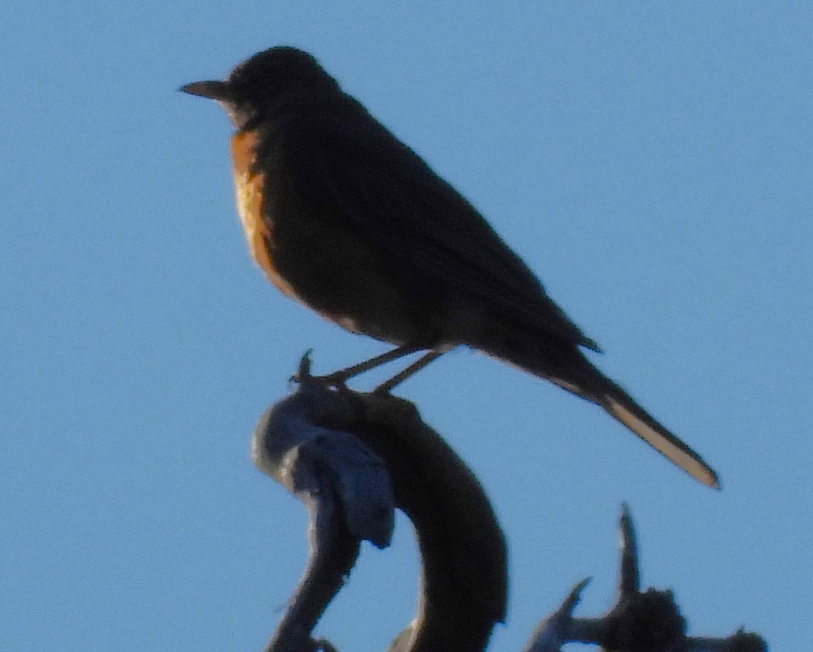 American Robin - ML639649936