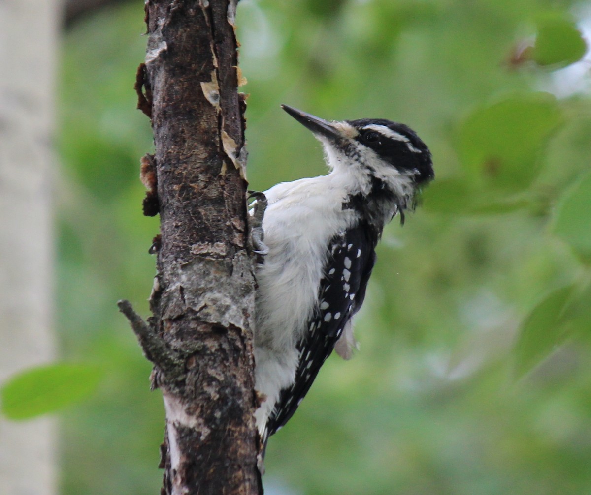 Downy Woodpecker - ML639650137